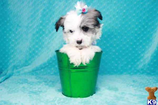 lvpuppyheaven Picture 3